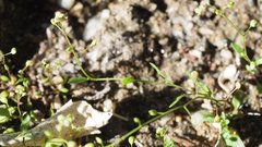 Hornungia procumbens