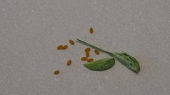 Hornungia procumbens
