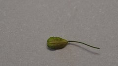 Hornungia procumbens