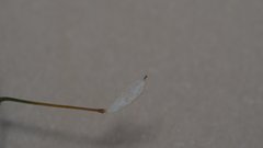 Hornungia procumbens