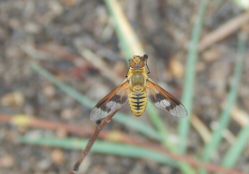 Exoprosopa perpulchra