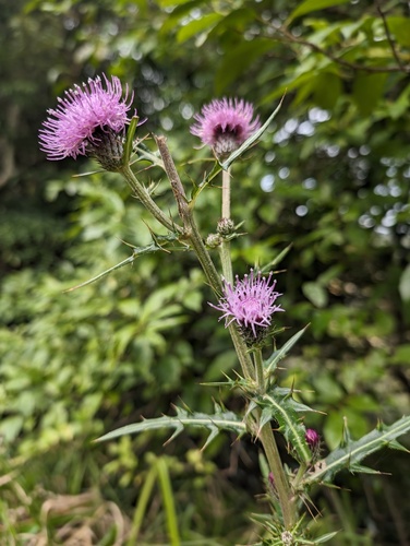 Cirsium tanegashimense iNat (1)