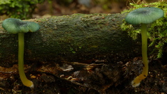 Entoloma glaucoroseum