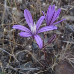Brodiaea minor