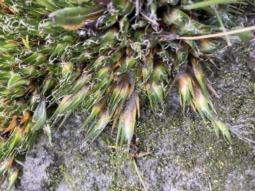 Distichia filamentosa (Distichia filamentosa)