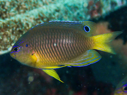 Twospot damsel (Pomacentrus bipunctatus) — Pomacentridae — 5