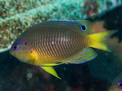 Pacific Cocoa Damselfish photo 3