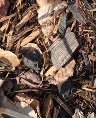 Colletes inaequalis