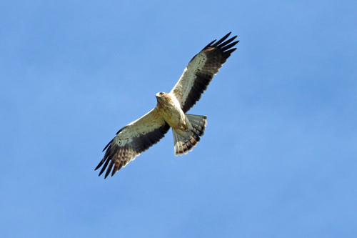 Águila calzada (Hieraaetus pennatus)