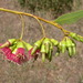 Eucalyptus merleae - Photo (c) Dean Nicolle, some rights reserved (CC BY-NC), uploaded by Dean Nicolle