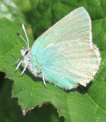 Callophrys viridis
