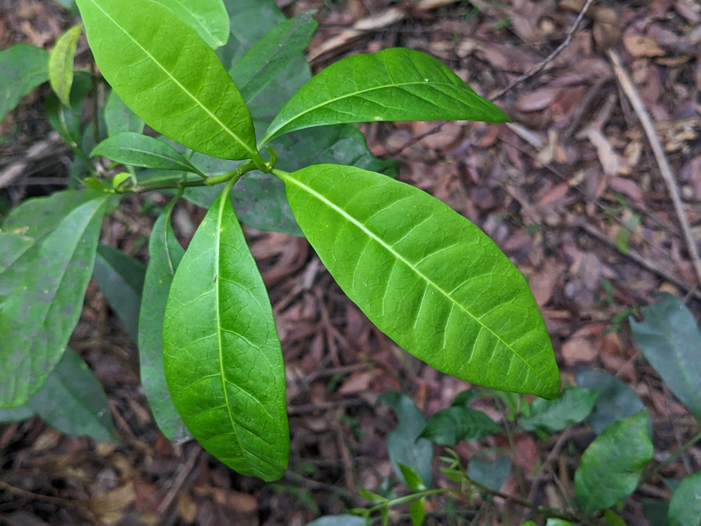 Banana Bush from Bonville NSW 2450, Australia on November 25, 2023 at ...