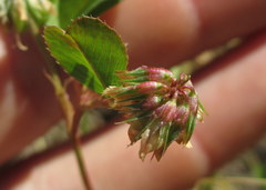 Trifolium gracilentum
