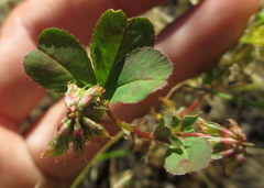 Trifolium gracilentum