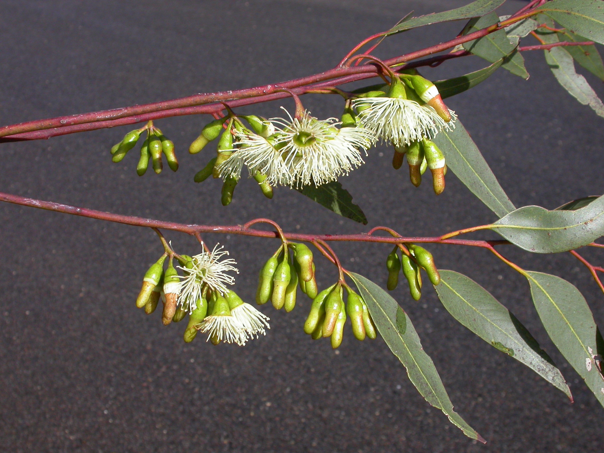 Eucalyptus astringens