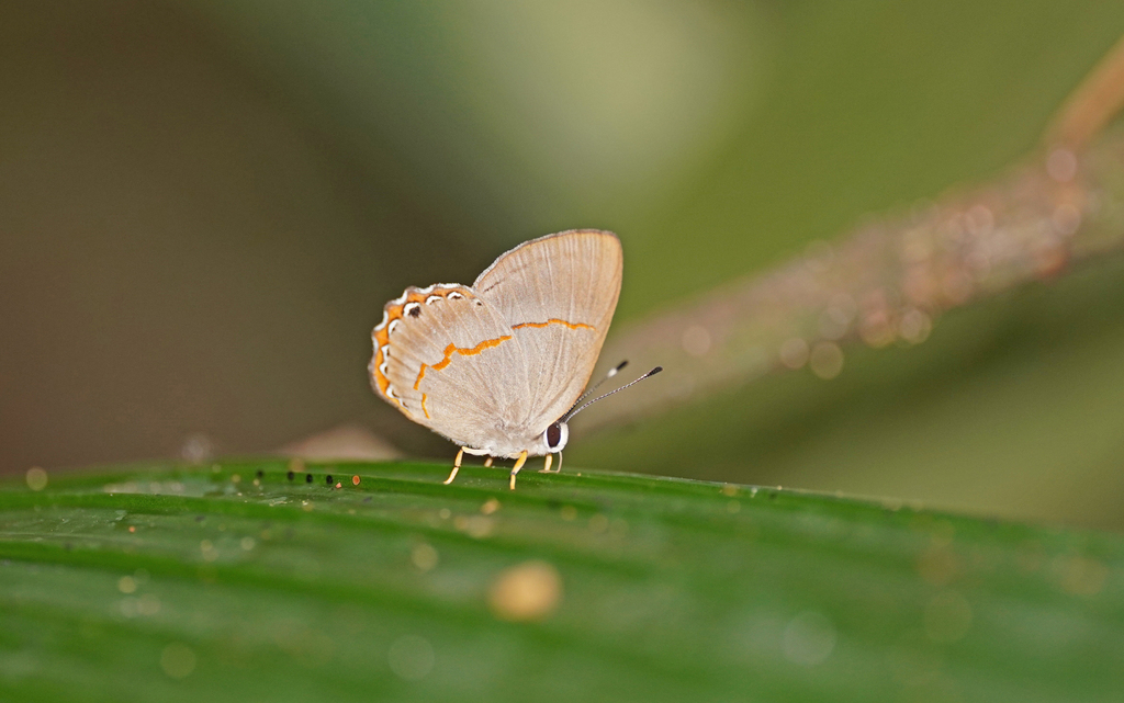 Euselasia mirania