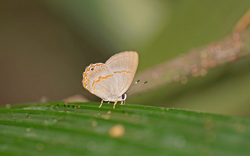Euselasia mirania