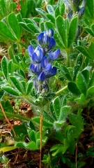 Lupinus micranthus