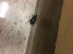 Carabina