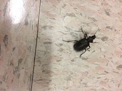 Carabina