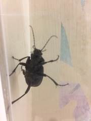 Carabina