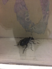 Carabina