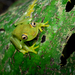 Rough-skinned Green Treefrog - Photo (c) Geoff Gallice, some rights reserved (CC BY)
