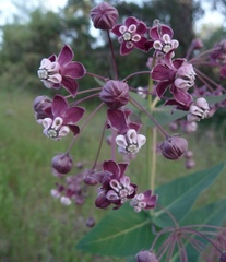 Asclepias cordifolia