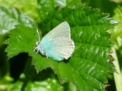 Callophrys viridis