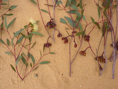 Eucalyptus aspratilis L.A.S.Johnson & K.D.Hill