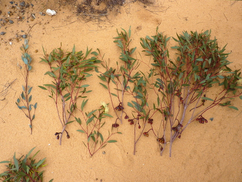Eucalyptus aspratilis L.A.S.Johnson & K.D.Hill 2