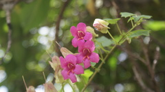 Lophospermum purpusii