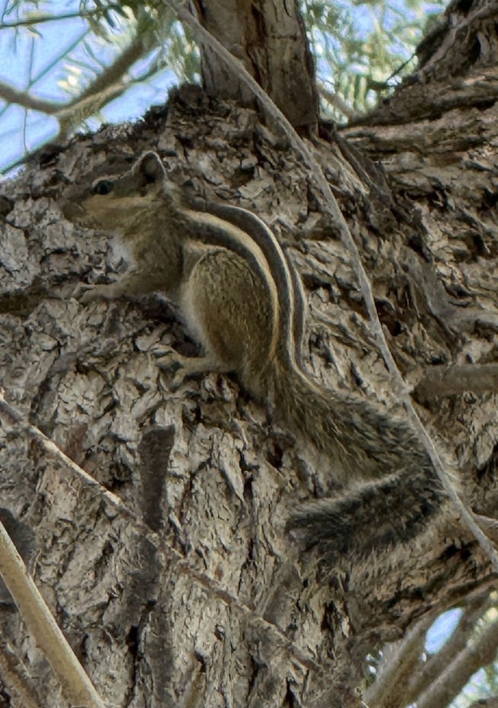 Fivestriped Palm Squirrel from Mushrif Park, Dubai, Dubai, AE on