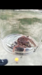 Pachydactylus austeni