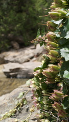 Lophospermum purpusii