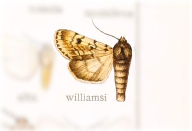 Agrotisia williamsi