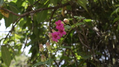 Lophospermum purpusii