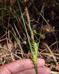 Carex striata striata