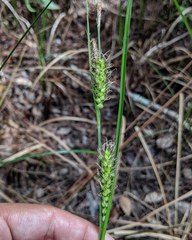 Carex striata striata