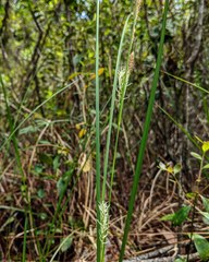 Carex striata striata