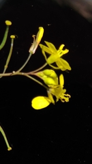 Diplotaxis catholica