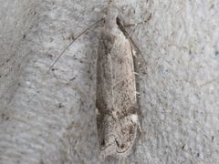 Anacampsis