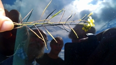 Diplotaxis catholica