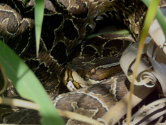 Bothrops alternatus