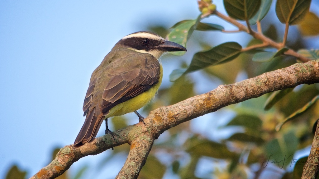 Boat-billed Flycatcher photo
