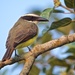 Boat-billed Flycatcher - Photo (c) iturriagal, some rights reserved (CC BY-NC-ND), uploaded by iturriagal