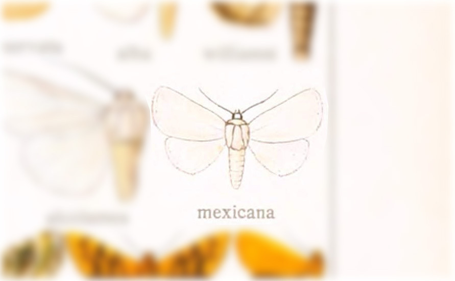 Chasmina mexicana