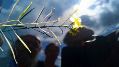 Diplotaxis catholica