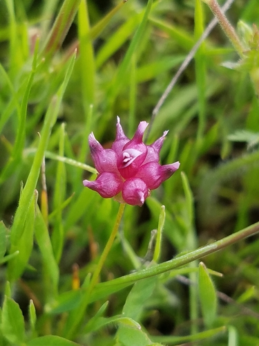 iNaturalist observation photo of cowbag clover
