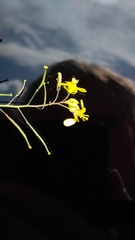 Diplotaxis catholica